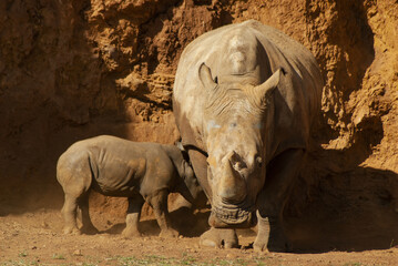 Female rhino with a calf