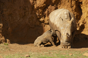 Female rhino with a calf