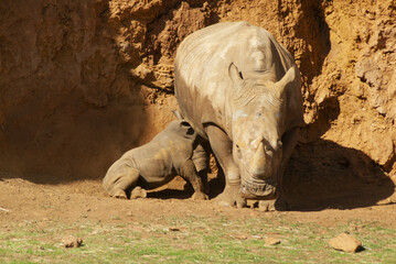 Female rhino with a calf