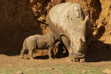Female rhino with a calf