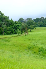 Beautiful and fertile nature and forests