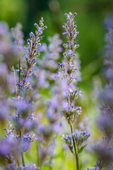 Close up of purple flowers in nature