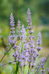 Close up of purple flowers in nature