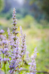 Obraz premium Close up of purple flowers in nature