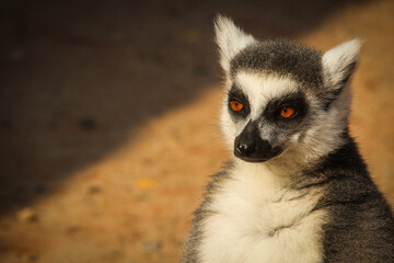 Lemur