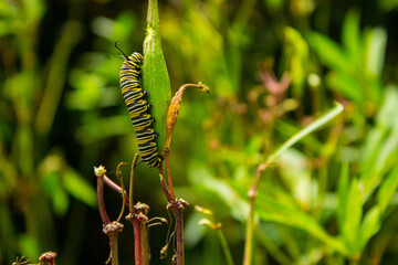 caterpillar on a leaf