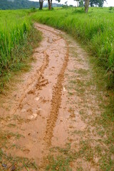 Beautiful and fertile nature and forests