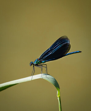 Closeup of a colorful dragonfly with the blurred background