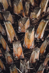 closeup nature view of green leaf and palms background. Flat lay, tropical leaf Used as a background