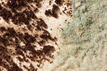 Moldy fungus on food. Fluffy brown and blue spores mold as a background. Mold fungus. Shallow depth of field