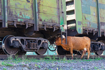 A cow wandered under the wagons of a freight train