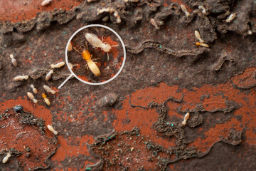 Group of the small termite , select focus, Termites enlarge, zoom in circle graphic