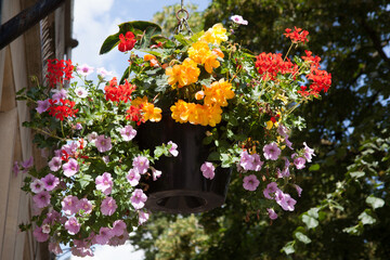 Fototapeta na wymiar Different coloured flowers in a hanging basket in the United Kingdom