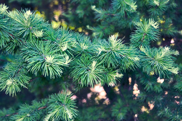 Fototapeta na wymiar Background with beautiful green pine tree brunch close up.