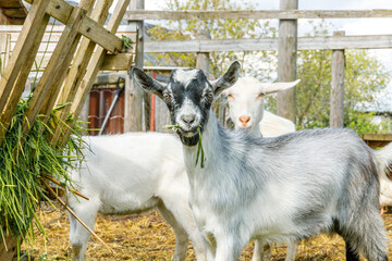 Modern animal livestock. Cute goat relaxing in yard on farm in summer day. Domestic goats grazing in pasture and chewing, countryside background. Goat in natural eco farm growing to give milk cheese