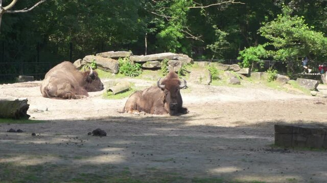 two buffalo lying down one of them shook his head. Buffalo is a ruminant animal that becomes livestock especially Asia. Planckendael zoo located in the village district of Muizen, Mechelen, Belgium.