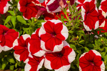 Rot bl&uuml;hende Petunien mit wei&szlig;em Bl&uuml;tenrand