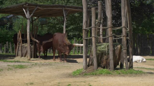 A herd of ankole watusi cattle resting under the shade, spinning its head during the day at Zoo Planckendael, Belgium.