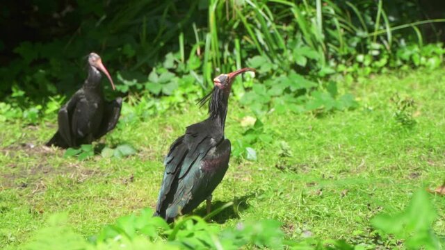 black bird with a bald head. bird habitat in beautiful nature. Planckendael zoo located in the village district of Muizen, Mechelen, Belgium