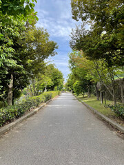 穏やかな並木道