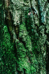 Close up of a mossy tree bark - lots of natural texture, eco inspiration.
