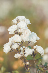 flowers in the garden