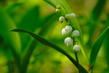 konwalie majowe w lesie