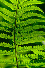 paproć w słonecznym świetle © Robert