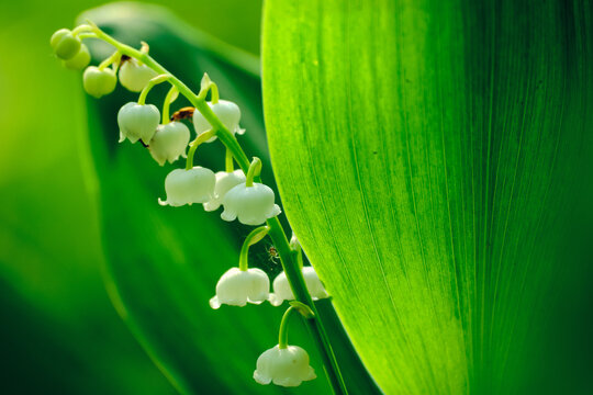 majowe konwalie w lesie