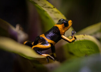 Poison Arrow Dart Frog