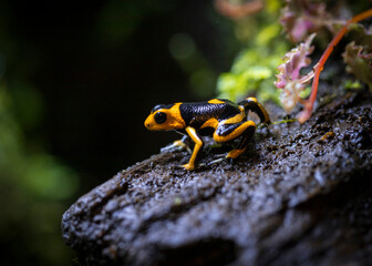 Poison Arrow Dart Frog