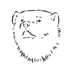 vector hand sketch drawing illustration of a wolverine done in black and white