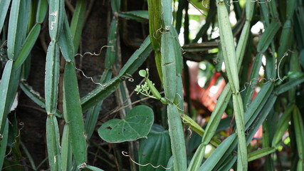 Cissus quadrangularis grape family plant commonly known as veldt grape, devil's backbone, adamant creeper, asthisamharaka or asthisamhara, hadjod and pirandai.