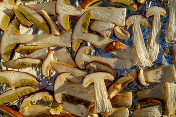 Fresh edible mushrooms are prepared for drying.