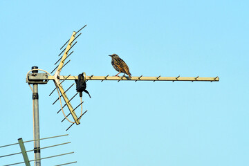 Sturnus vulgaris. Storni su antenna tv