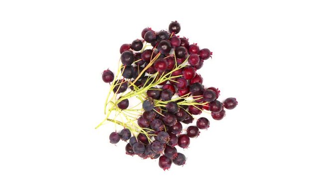 Amelanchier berries on a white background. Loop motion. Amelanchier also known as shadbush, shadwood or shadblow, serviceberry or sarvisberry, irga. Rotation 360. 4K UHD video footage 3840X2160