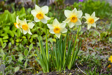 Fototapeta premium fiori