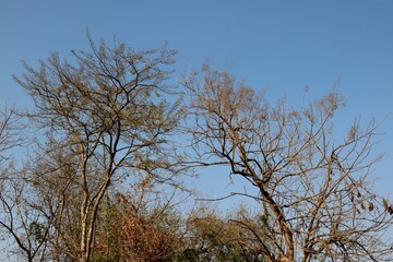 Beautiful tree on blue sky background