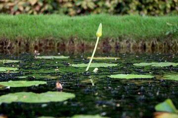Image of Lotus bud and leaf in small pond
