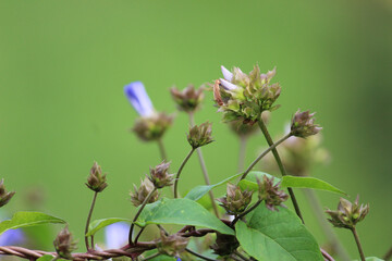 flowers in the garden