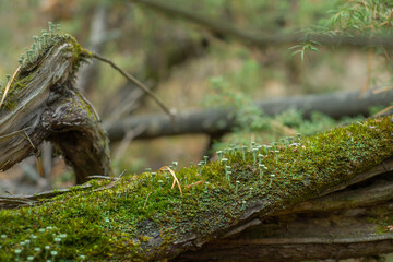 Close up view of Cladonia fimbriata, that grow on the old tree along with the mosses and lichens