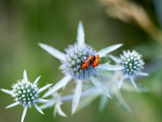 robaczki na kwiatku © Piotr