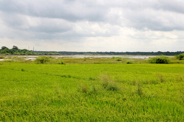View of Greenery and tree and water after rainfall