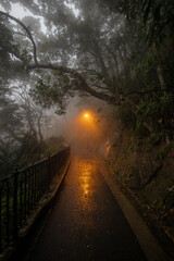 Obraz premium Misty Morning in the Woods