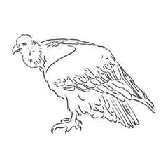 Griffon vulture. Wild forest bird of prey. Hand drawn sketch graphic style. Fashion patch. Print for t-shirt, Tattoo or badges.