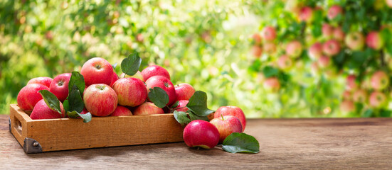 wooden box of fresh apples in a garden