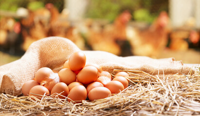 chicken eggs on a wooden table over farm in the countryside
