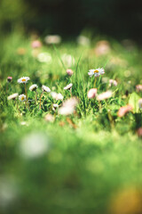 daisies in the grass