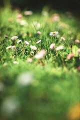 daisies in the grass
