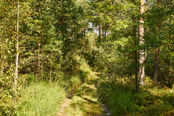 summer sunny road, road, forest, trees,path,forest path